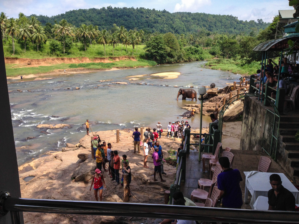pinnawala elephant orphanage