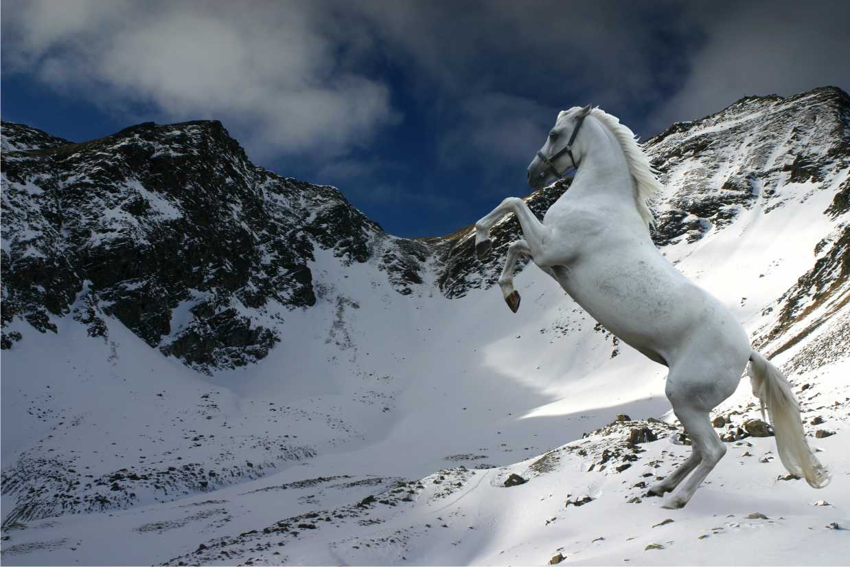 На коне в снегу. Лошади в снегу. Конь на дыбах. Белая лошадь. Кони в горах.